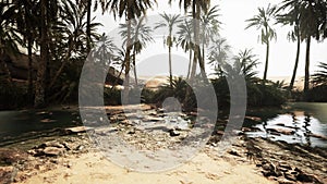 Pond and palm trees in desert oasis