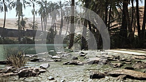 Pond and palm trees in desert oasis 9