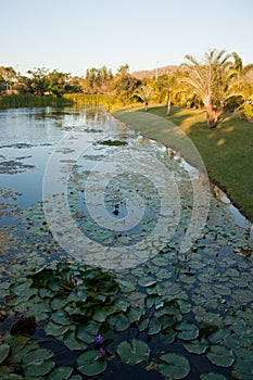 A pond with palm trees on the shore and water lilies in the water in tropical Queensland