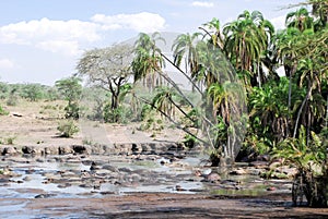 Pond and palms in Serengeti with hippos