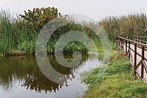 Pond in Pantanos de Villa Chorrillos Lima Peru photo