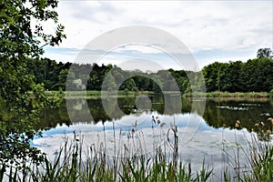 Pond in the park, city park, forest water