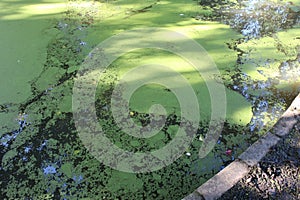 Pond in park full of green algae