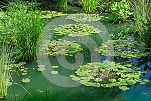 Pond in the Park overgrown with reeds and flowering water lilies, Sunny day