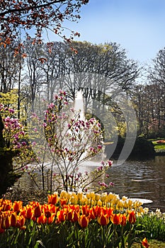 Pond in park with springflowers