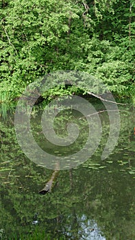 Pond in the park on a summer day