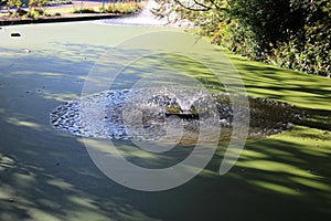 Pond in park with water fountain full of green algae