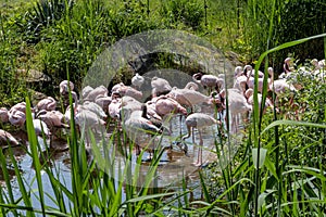 Pond with pink flamingos