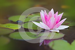 Pond with pink water lily