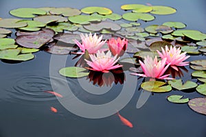 Pond with pink water lily and koi fish