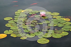 Pond with pink water lily and koi fish