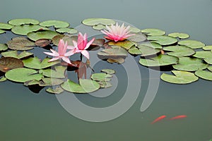 Pond with pink water lily and koi fish