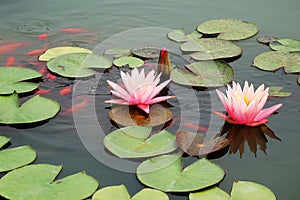 Pond with pink water lily and koi fish