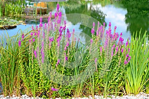 Loosestrife or willowherb or red sally   -  Lythrum Salicaria Rosy Gem - on edge of bath pond, bath lake photo