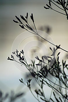 Pond plants