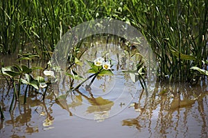 Pond with plants photo