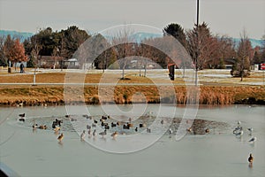 A pond within a pond at Julius M. Kleiner memorial park in Boise Idaho