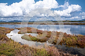 Sardinia. Natural environment. Coastal backdunal pond of Porto Botte in the Sulcis region. Shrubs of glasswort in saline water photo