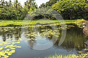 Pond at Punaluu Black Sand Beach Park, Big Island, Hawaii