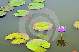 Pond with purple water lily and koi fish