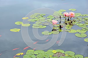 Pond with purple water lily and koi fish
