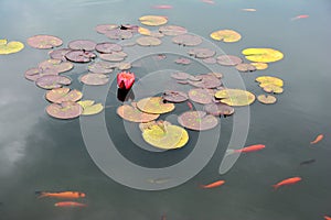 Pond with red water lily and koi fish