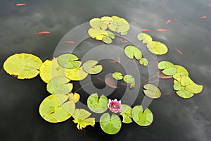 Pond with red water lily and koi fish