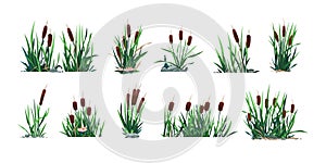 Pond reed. Cartoon green swamp and river plant, water weed with foliage. Vector lake botany graphic template, isolated