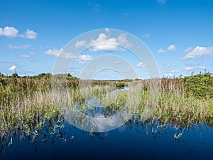 Pond with reed in marsh of Binnenkwelder on Schiermonnikoog, Netherlands photo