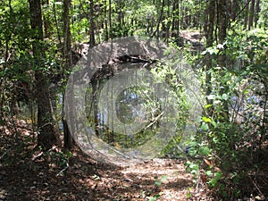 Pond reflection trees in forest
