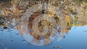 Pond reflections and a blue sky