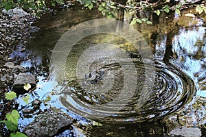 Pond Ripples