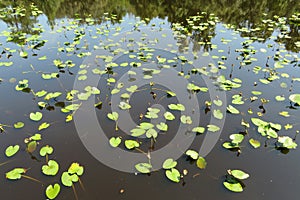 Pond with river plants in Florida