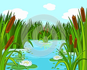 Pond scene photo