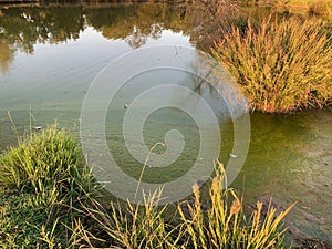 Pond scum algae late summer green growth in water