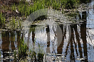 The pond shows the trees reflection and the grass is a very bright green.