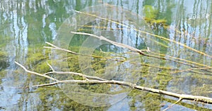 Pond with silt and branches as well as reflection of trees in the water