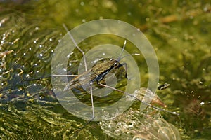 Pond Skater