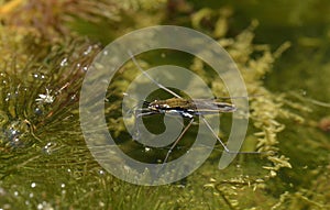 Pond Skater