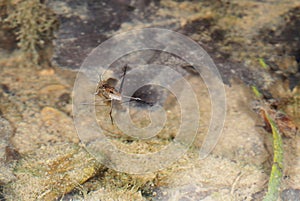 Pond skater walking on pond water - meniscus, Gerridae