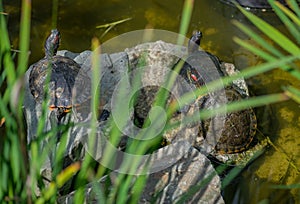 Pond slider with red-eared slider in the pond.