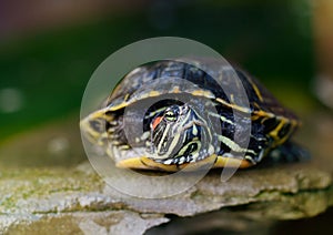 Pond Slider, Red-eared Turtle Close-up