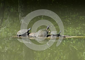 Pond Slider, Texas River and Red-eared pond slider on a log