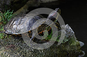Pond Slider Turtle