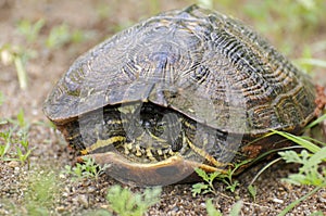 Pond slider turtle hiding in shell