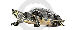 Pond slider turtle, isolated