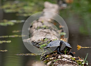 Pond Slider Turtle on a Log in Lake Martin, Louisiana