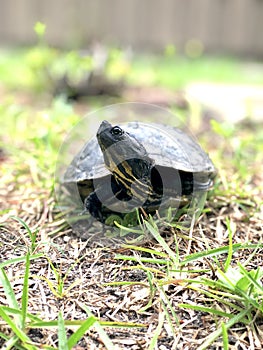 Pond Slider Turtle. Pseudemys Concinna Floridana