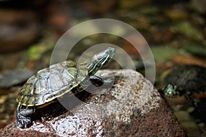 The pond slider turtle Trachemys scripta