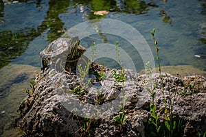 The pond slider turtle Trachemys scripta is basking in the sun on a rock in a pond